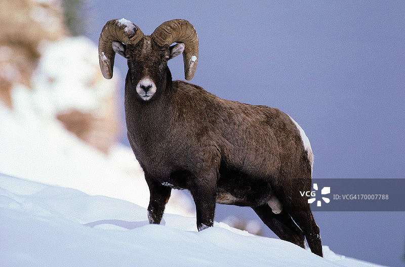 大角羊(加拿大绵羊)站在雪地里，阿拉斯加，美国图片素材