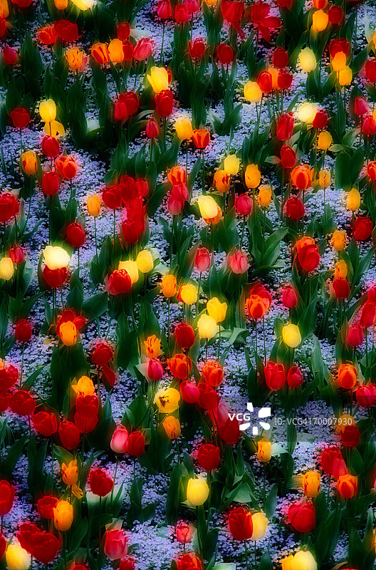 红色和黄色郁金香(tulipa sp .)全帧(图像三明治)图片素材