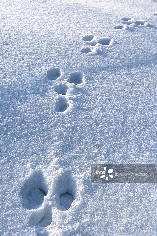 脚印在雪地图片素材