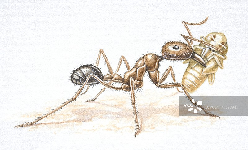 非洲驾驶蚁，黑Dorylus，抱着甲虫蛹，侧视图。图片素材