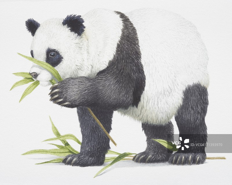 大熊猫，大熊猫吃一些竹叶。图片素材