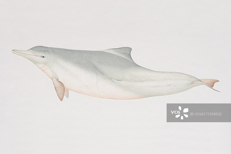 中国头海豚，印度-太平洋座头海豚，侧视图。图片素材