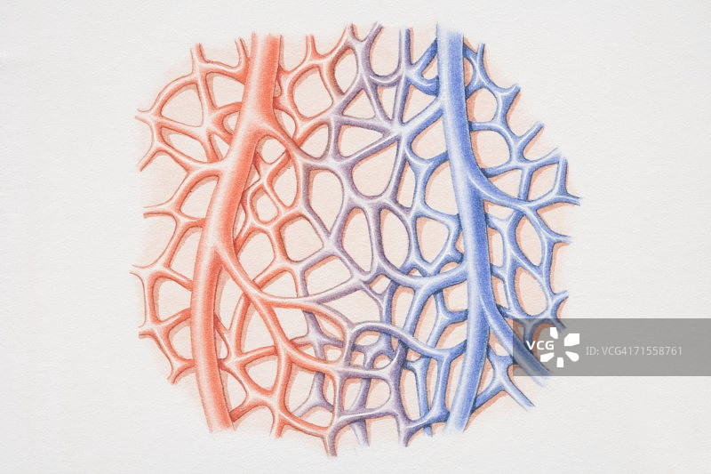 小动脉与小静脉间的毛细血管网图。图片素材