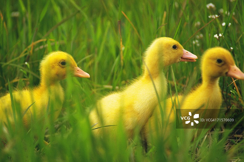 在草地上行走的三只小鸭子的近距离图像，侧视图，不同的焦点图片素材