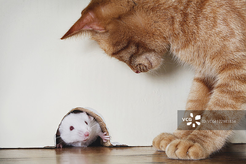 猫站在老鼠旁边，从老鼠洞里向外偷看图片素材