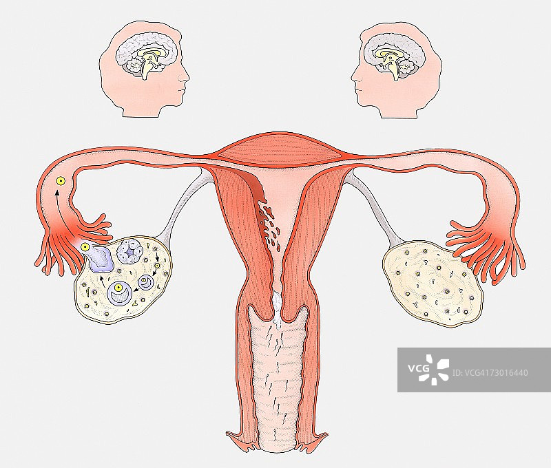 图表显示了女性性器官和大脑之间的相互作用，一边是正常的生殖周期，另一边是避孕药的效果。图片素材