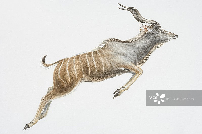 插图:跃起的尼亚拉(黄龙)，卷曲的角和垂直的白色条纹在身体的后半部分，侧面。图片素材