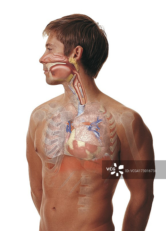 男人用覆盖物显示人类呼吸系统，插图。图片素材