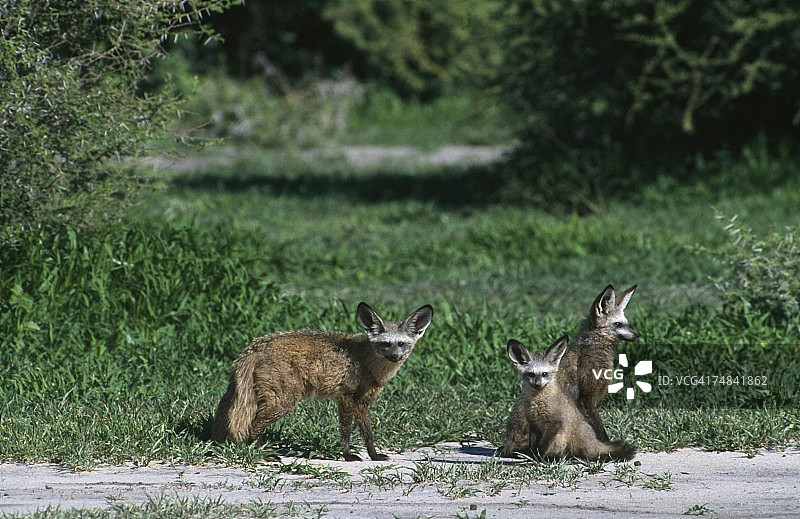 成年大耳狐与幼小。莫雷米野生动物保护区，博茨瓦纳图片素材