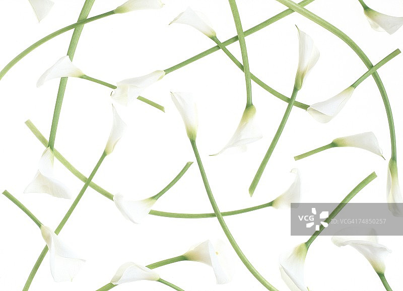 白色的花与茎的观点。图片素材