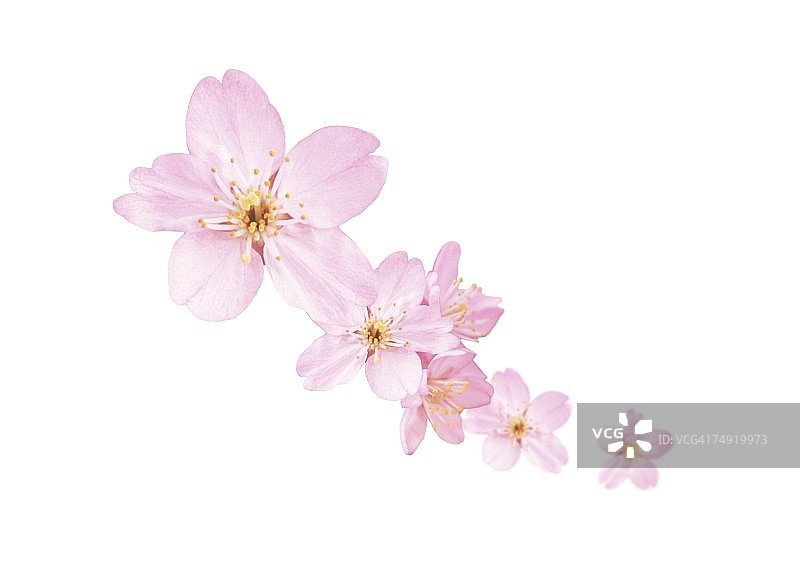 粉红色的花排成一排图片素材