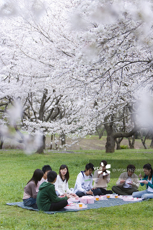 中群年轻人在樱花包围下享用午餐，正面观，侧面观，日本图片素材