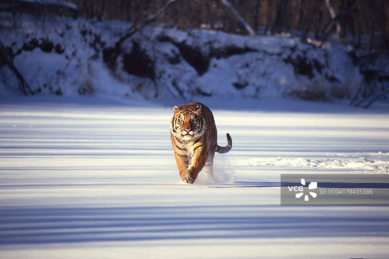 西伯利亚虎在雪中奔跑图片素材