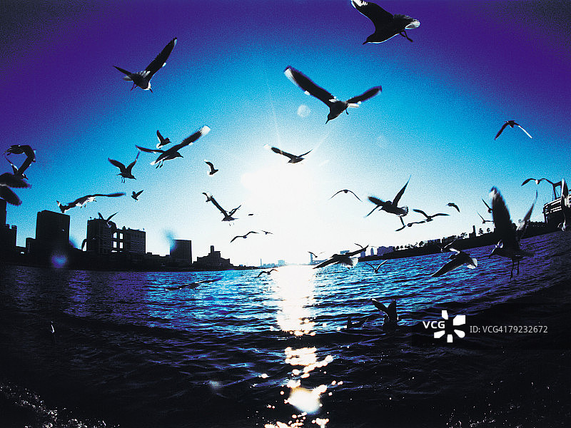 鸟瞰东京湾，日本，海鸥飞翔的鱼眼镜头图片素材