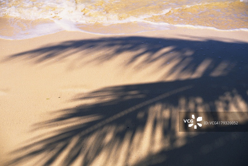 海滩上棕榈树的阴影，高角度的视图图片素材