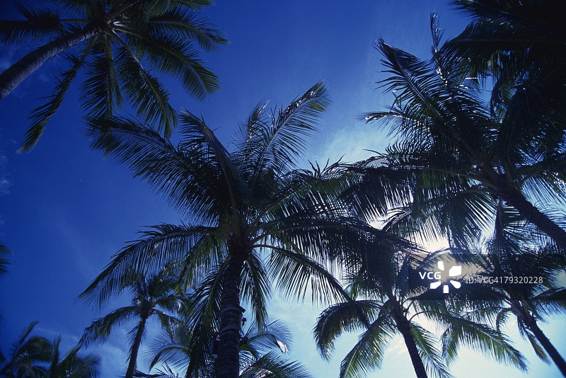 棕榈树对晴朗的天空，低角度的观点图片素材