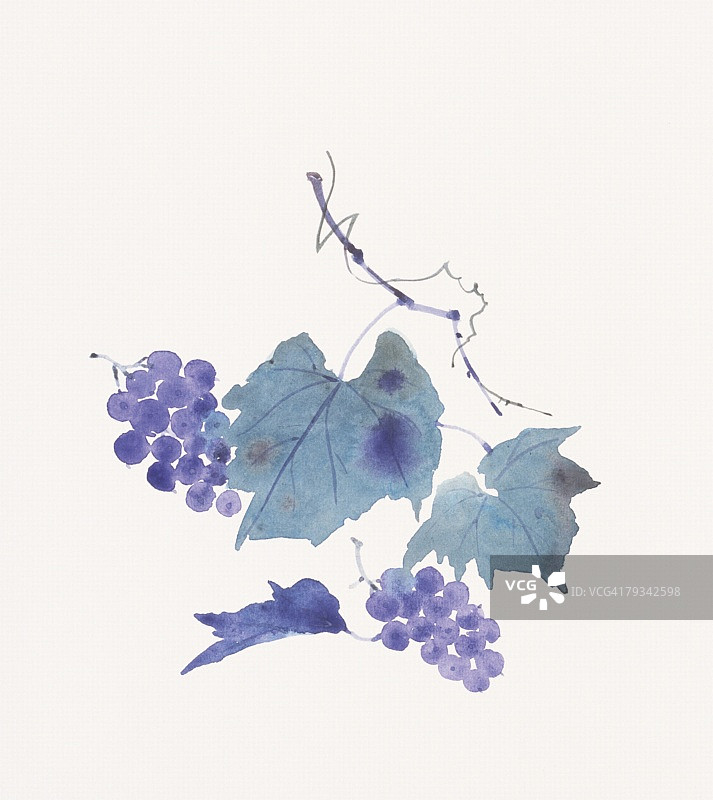 葡萄和树叶图片素材