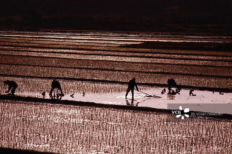农民种植水稻图片素材