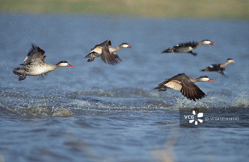 南非豪登省马里维尔保护区的红嘴鸭(Anas erythrhyncha)正在飞行图片素材