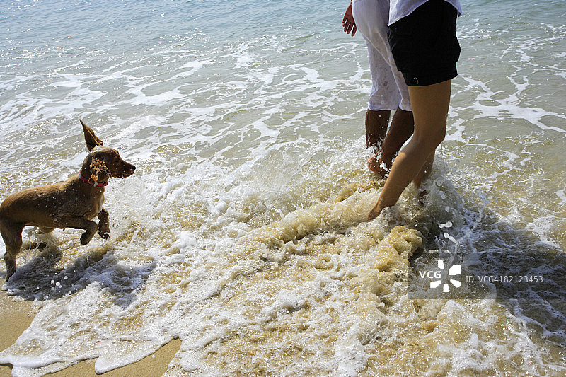 一个中年男人和一个年轻女人在海滩上散步，身后有一只狗图片素材