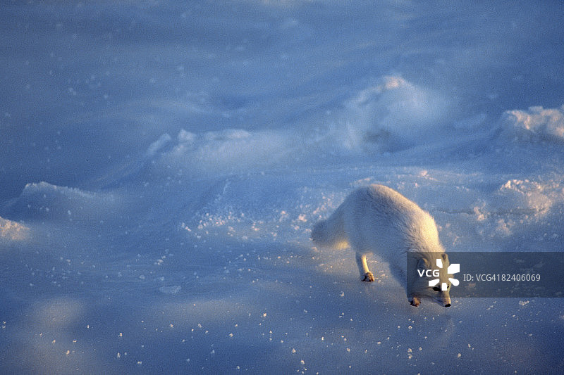 冰上的北极狐图片素材