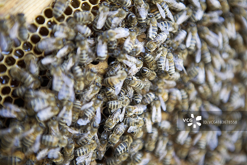 蜜蜂(意大利蜜蜂属)图片素材
