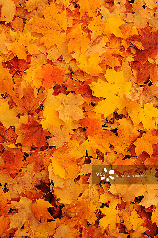 秋天的枫叶图片素材