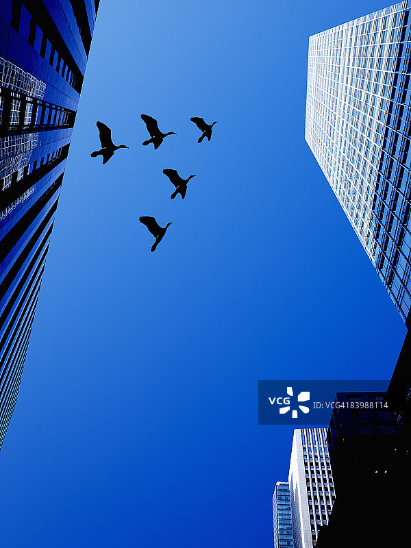 鸟儿在建筑物之间飞翔。图片素材