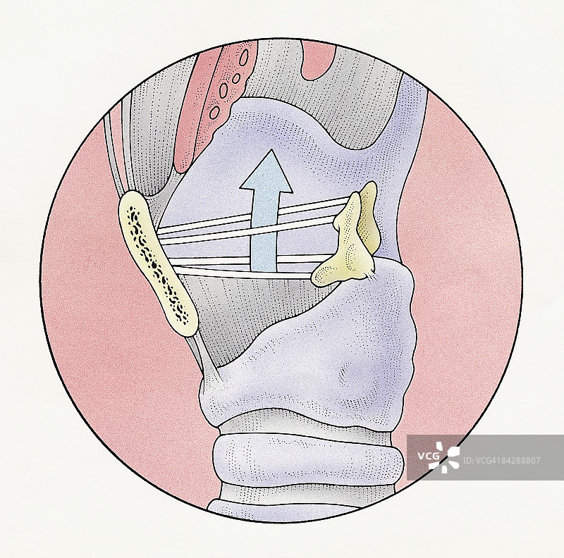 图示人类声带和气管顶部的人类喉部图片素材
