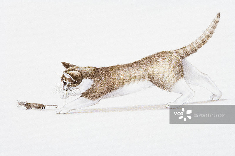 棕白猫追逐小家鼠插图图片素材