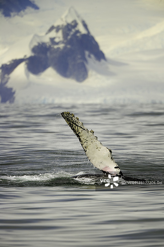 座头鲸，宏伟的通道，南极钢笔。图片素材