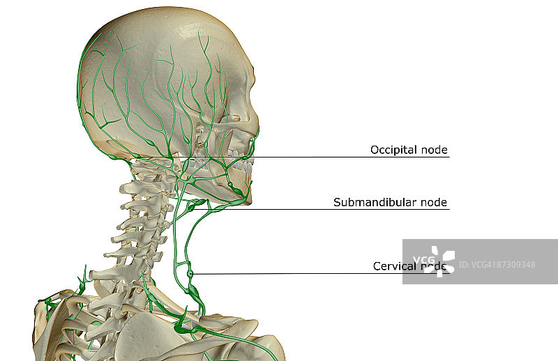头颈部的淋巴系统图片素材