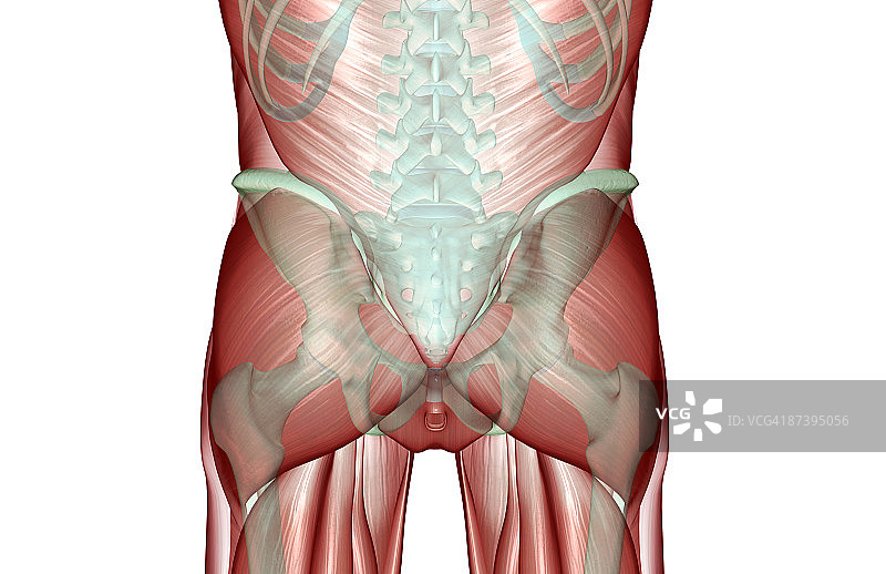 下半身的肌肉骨骼图片素材