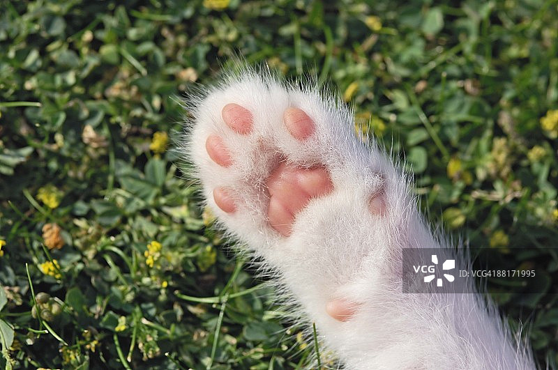 小猫的爪子图片素材