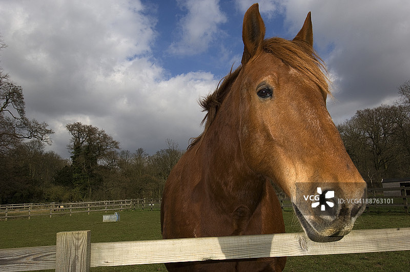 极度濒危的萨福克潘趣马(Equus caballus)，英国最古老的工作马品种，教堂农场，萨福克，英国图片素材