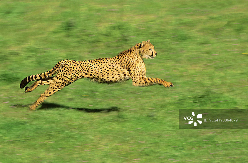 猎豹，朱鹮，奔跑，美国野生动物模型图片素材