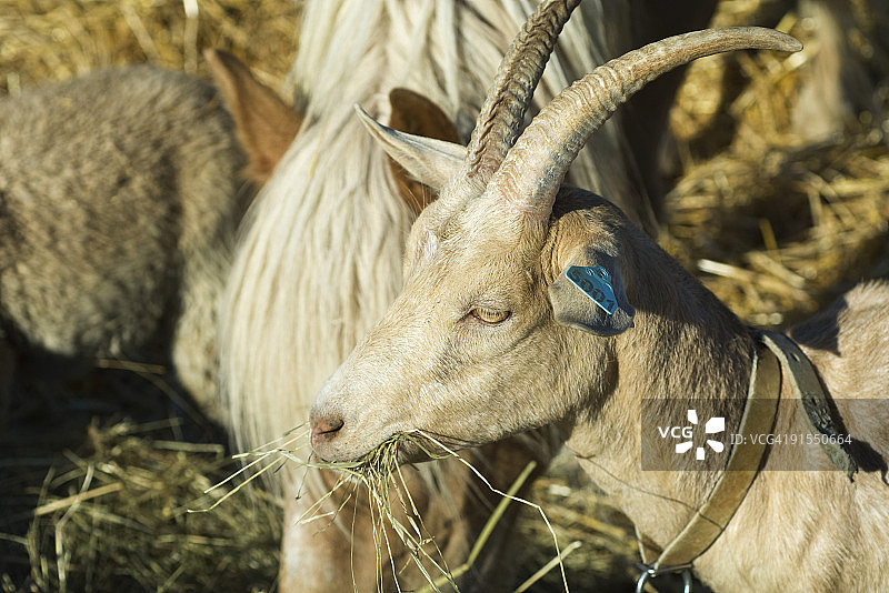 山羊和其他农场动物一起吃干草，特写图片素材