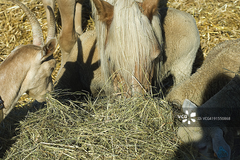 农场动物吃干草，特写图片素材