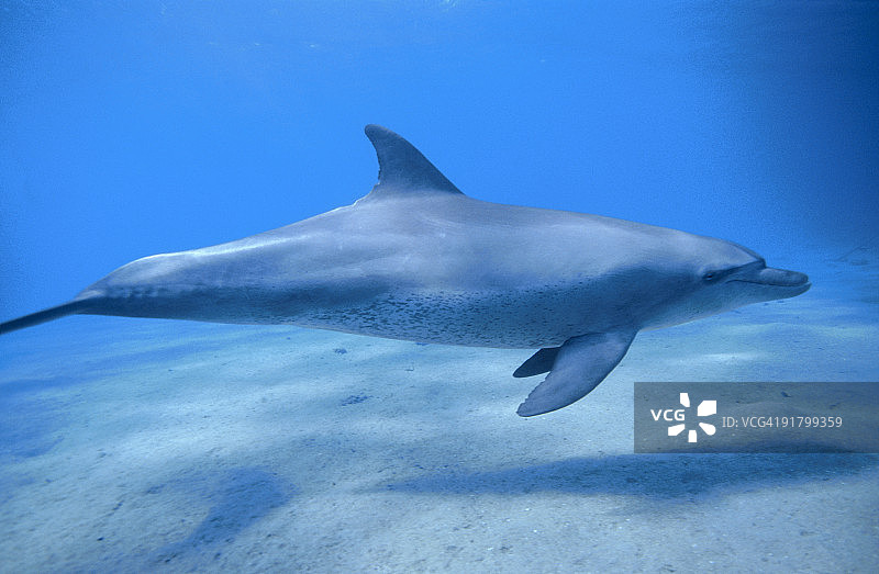 海豚在水下游泳图片素材