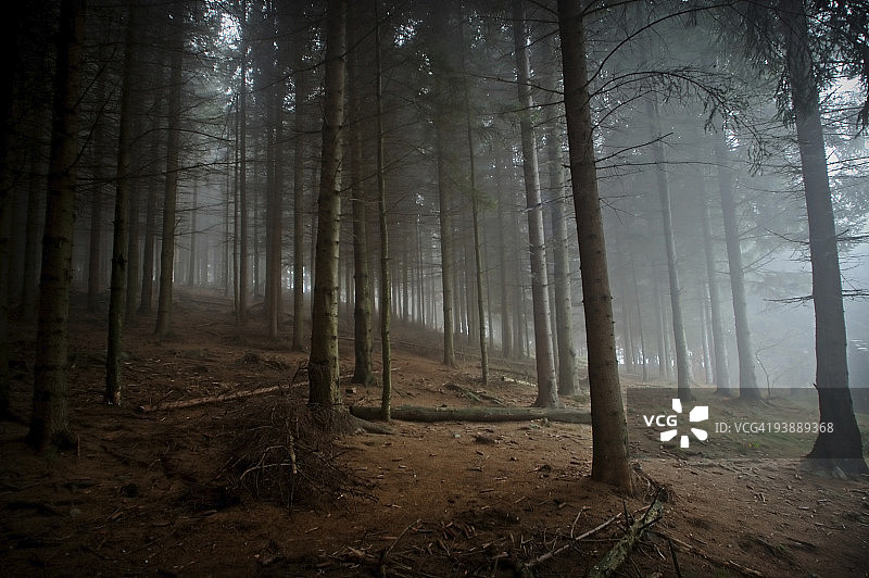 雾蒙蒙的森林图片素材