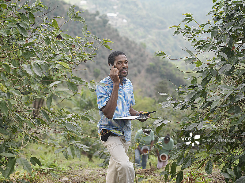 种植园的咖啡工人主管图片素材