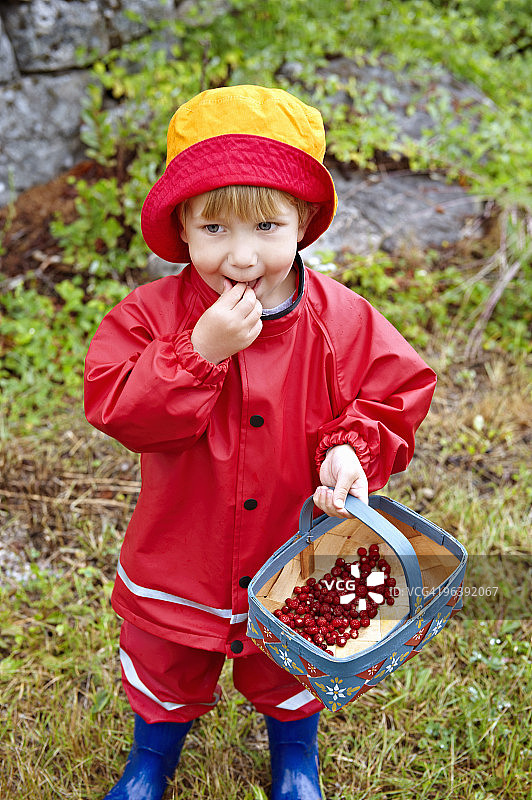 幼儿吃野草莓图片素材