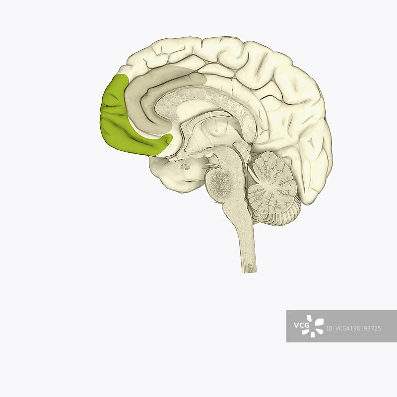 人脑前扣带皮层(灰色)和内侧额叶皮层(绿色)的数字插图图片素材