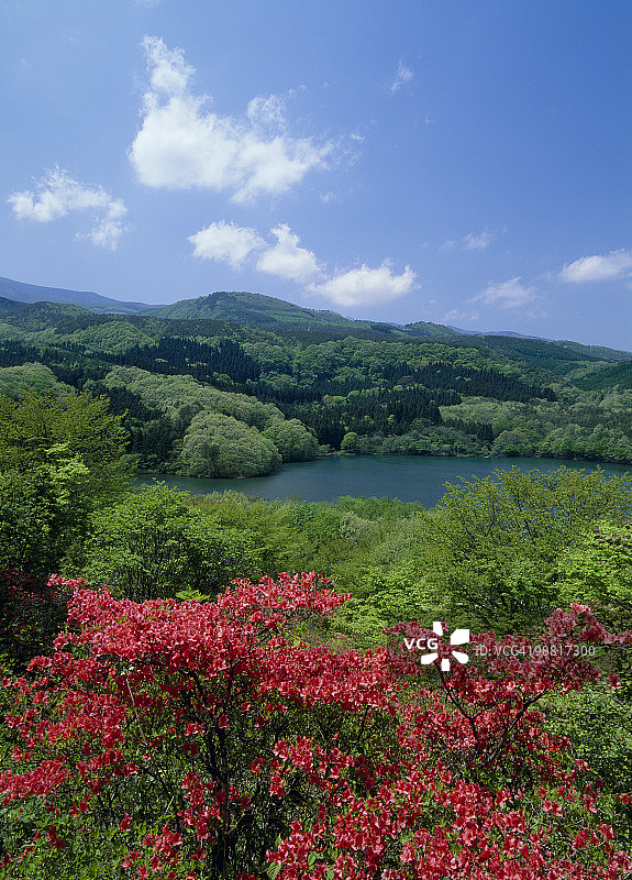 Menuma Pond和杜鹃，福岛，福岛，日本图片素材