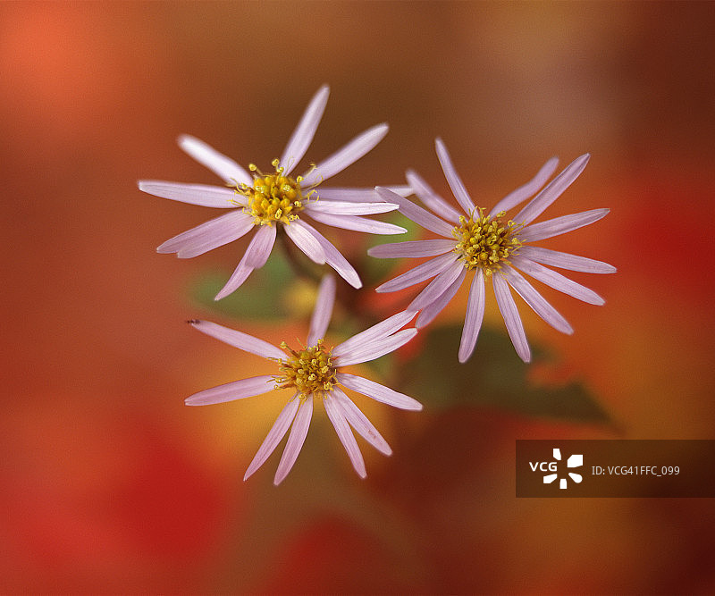 三束雏菊的特写图片素材