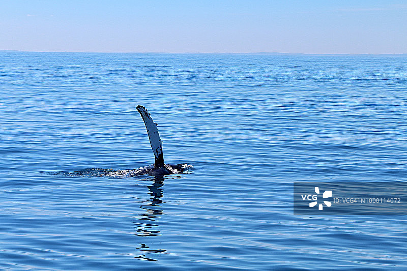 在科德角海岸挥手的鲸鱼图片素材