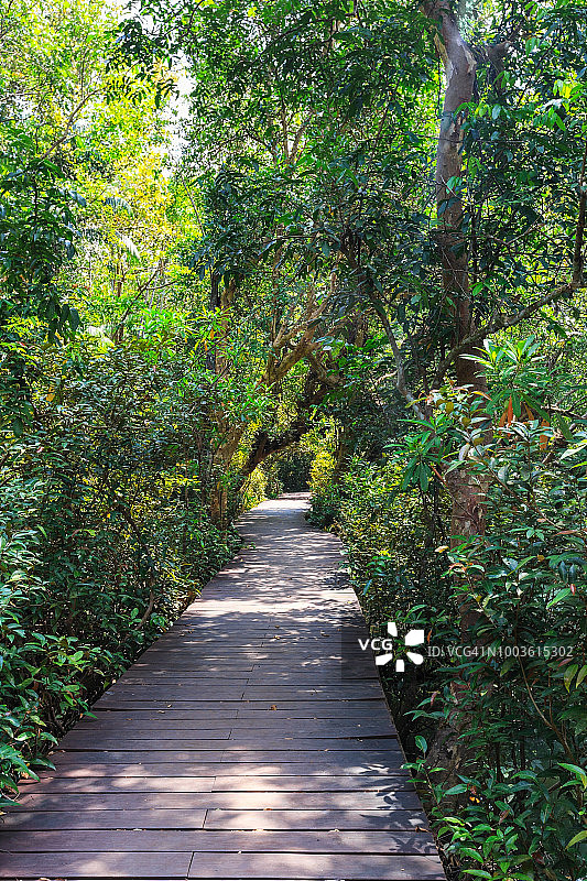 穿越泰国甲米的热带森林图片素材