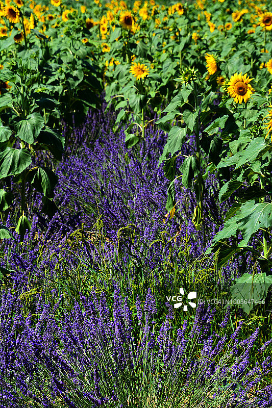 薰衣草和向日葵的法国图片素材