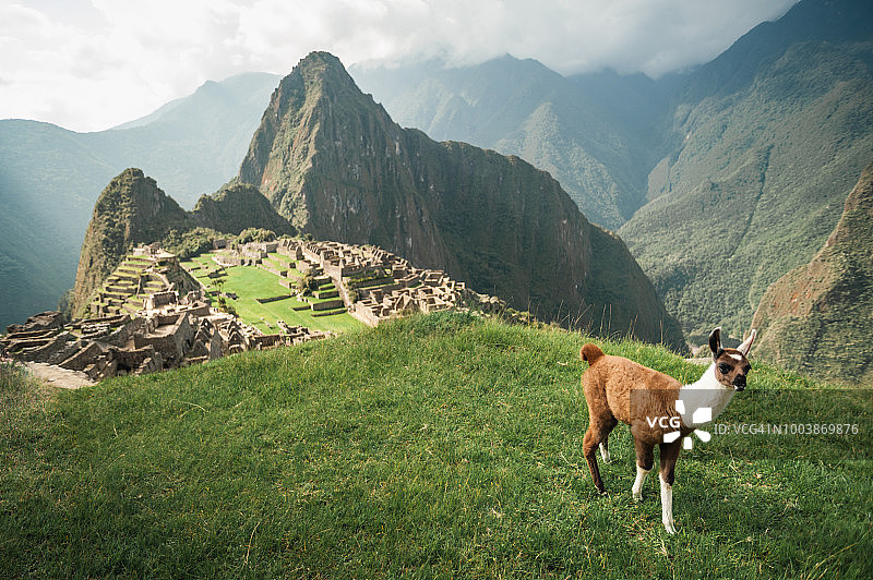 俯瞰秘鲁古城马丘比丘遗址的小美洲驼。图片素材