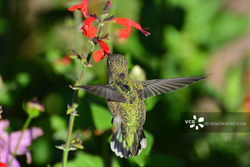 年轻的安娜蜂鸟展开翅膀盘旋，以鼠尾草为食图片素材